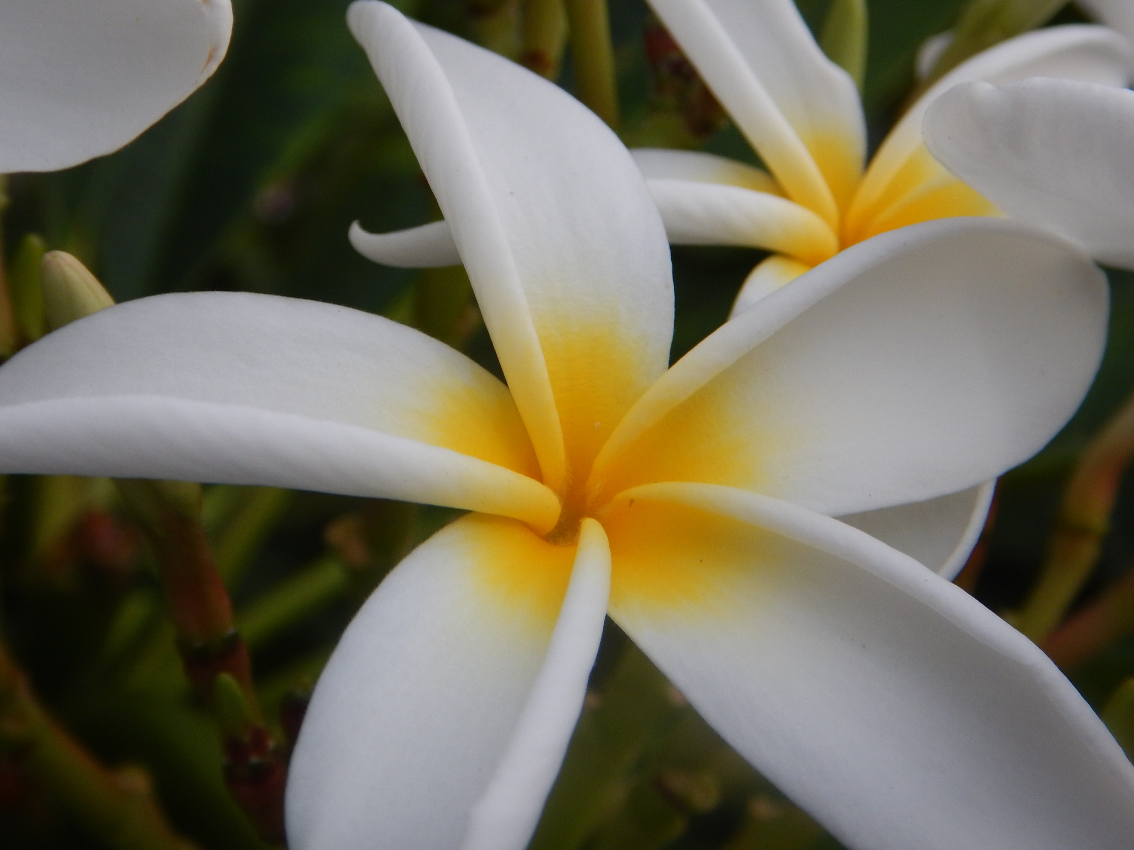 Gorgeous Hawaiian Flowers Enjoy Earth