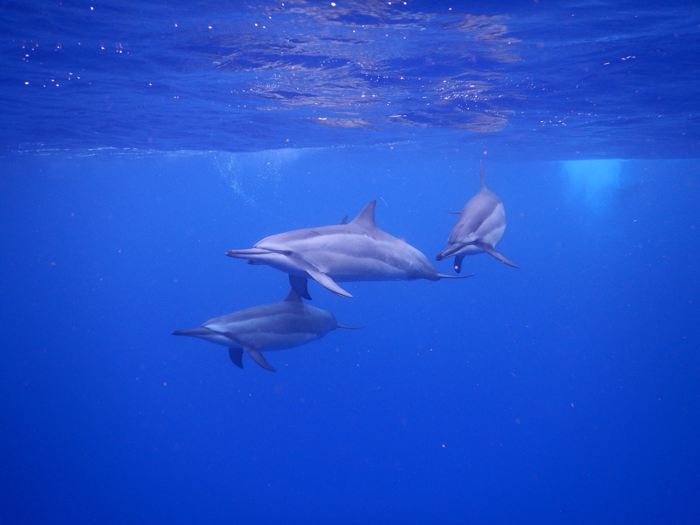 Under the Sea- with Dolphins! – Enjoy Earth