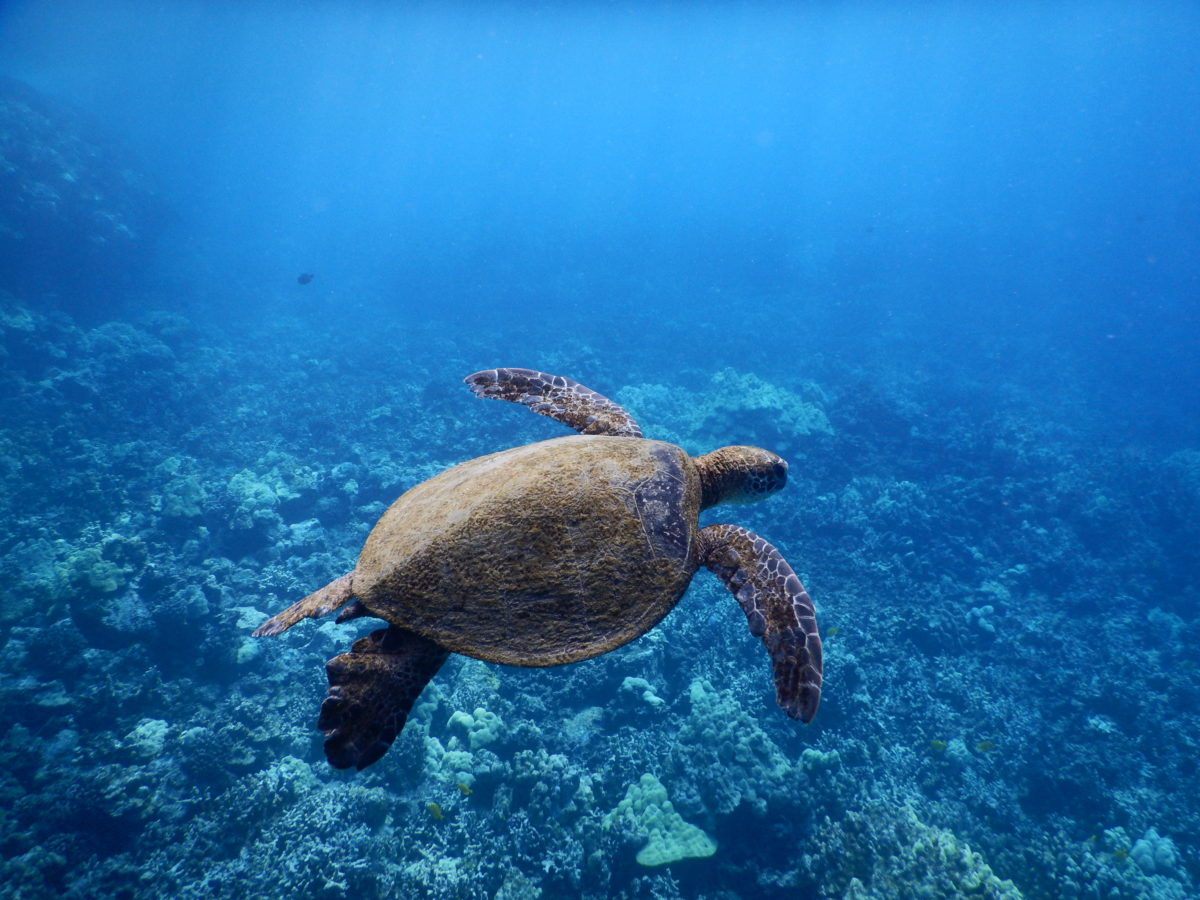 Turtle Selfie! - Enjoy Earth